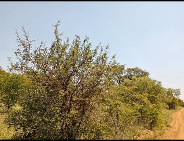 FARM FOR SALE IN DINOKENG GAME RESERVE